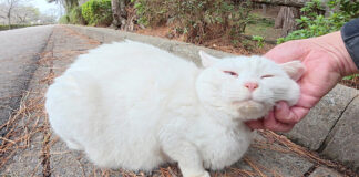 1年ぶりに再会した白猫