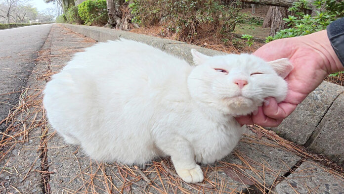 1年ぶりに再会した白猫