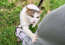 1週間ぶりに会った猫