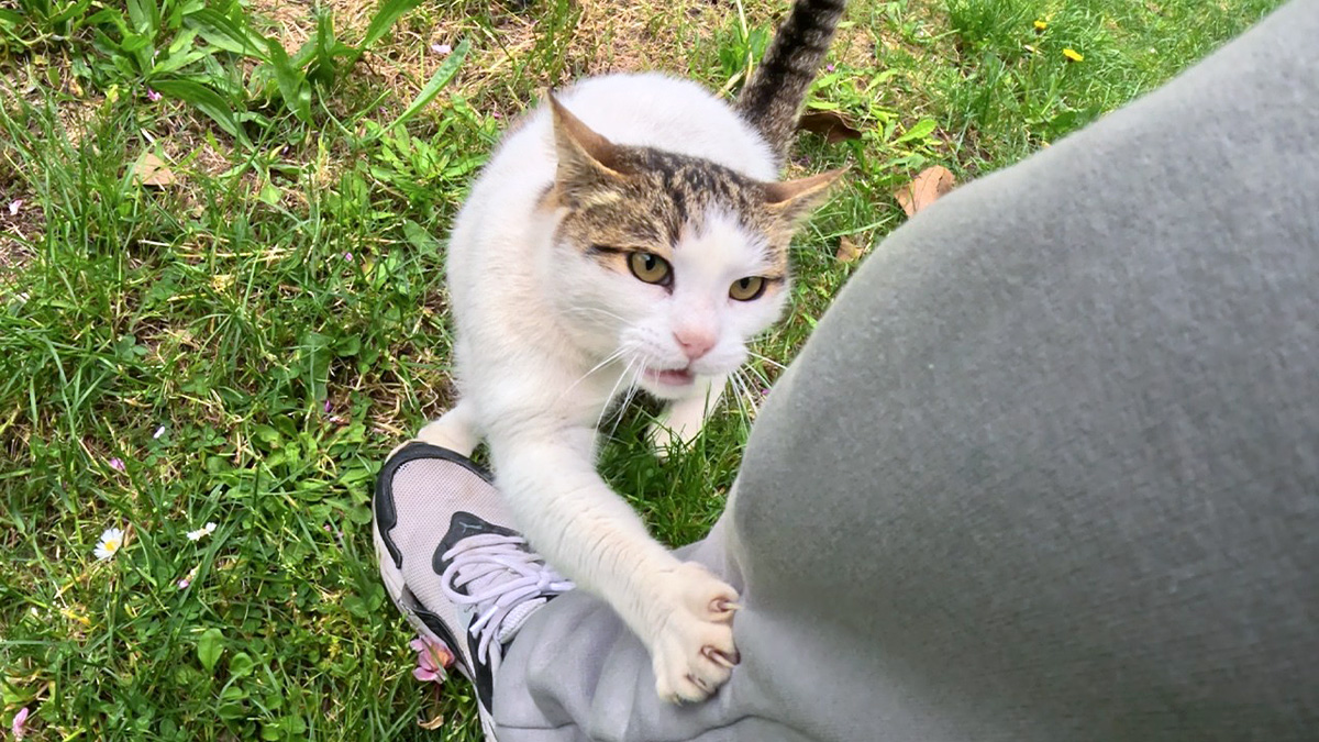 5年間付き合ってきた野良猫に1週間ぶりに会いに行くと… 猫の感情が爆発