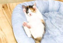 ヘソ天で寝落ちした子猫