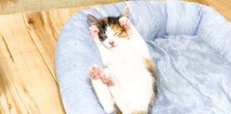 ヘソ天で寝落ちした子猫