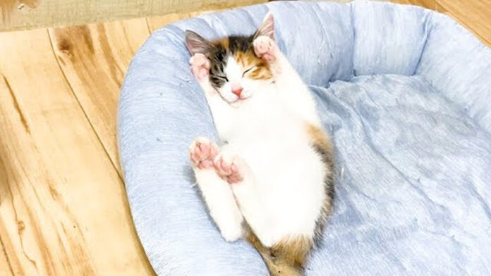 ヘソ天で寝落ちした子猫