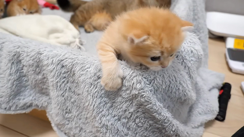 お産箱から出たい子猫