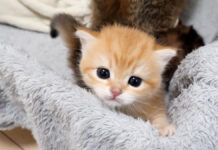 お産箱から出たい子猫