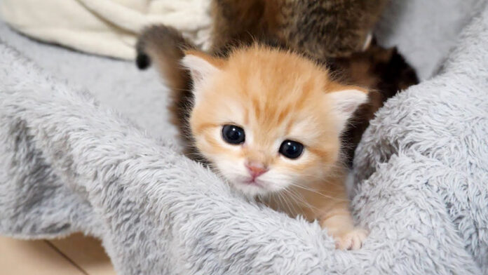 お産箱から出たい子猫