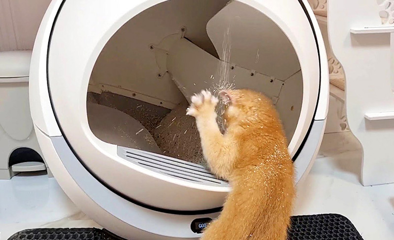 自動トイレで遊ぶ子猫