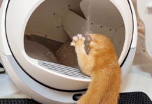 自動猫トイレで遊ぶ子猫