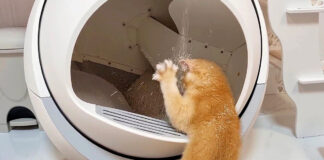 自動猫トイレで遊ぶ子猫