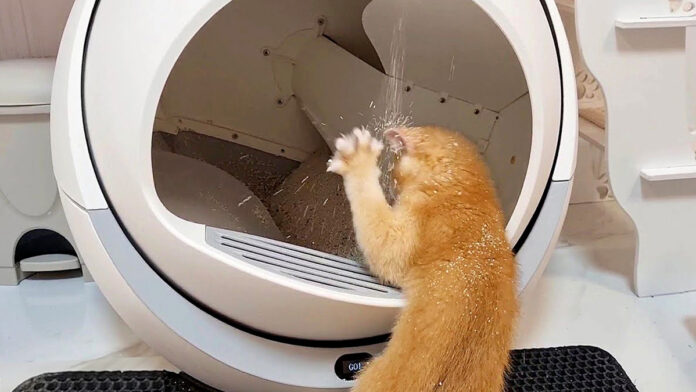 自動猫トイレで遊ぶ子猫