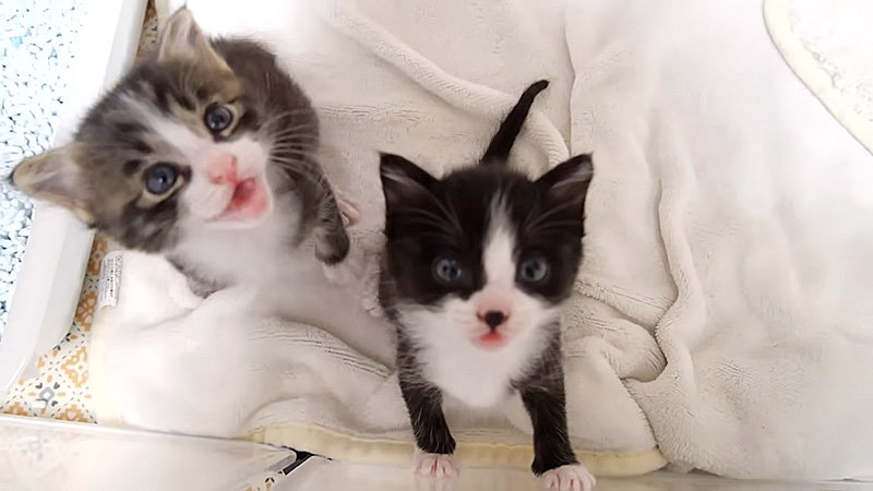 部屋から出たい子猫達