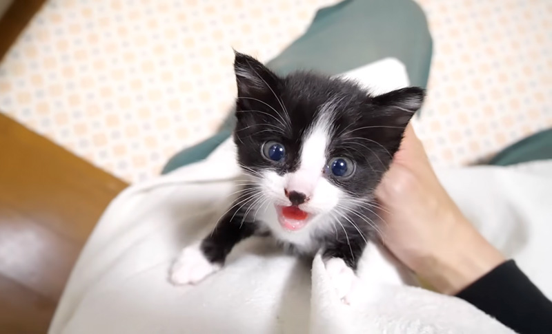 暴れる子猫