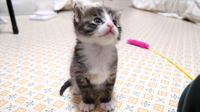 見上げる子猫