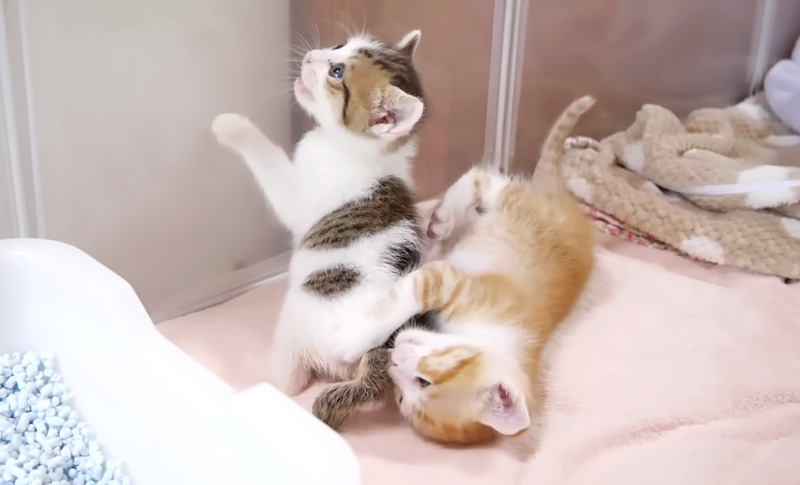 元気に遊ぶ子猫達