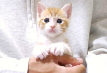 ちょこんと手に収まる子猫