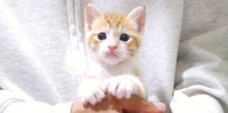 ちょこんと手に収まる子猫