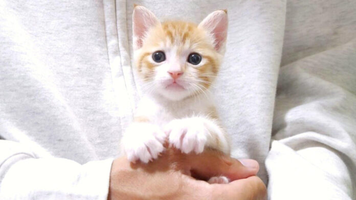 ちょこんと手に収まる子猫