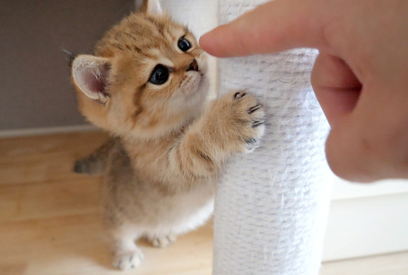 指が気になる子猫
