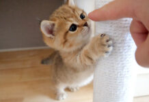 指が気になる子猫