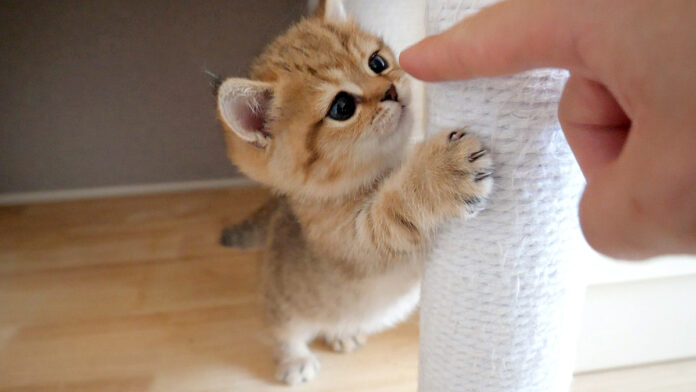 指が気になる子猫
