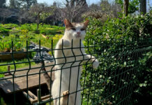 仲良くなった猫