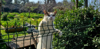 仲良くなった猫