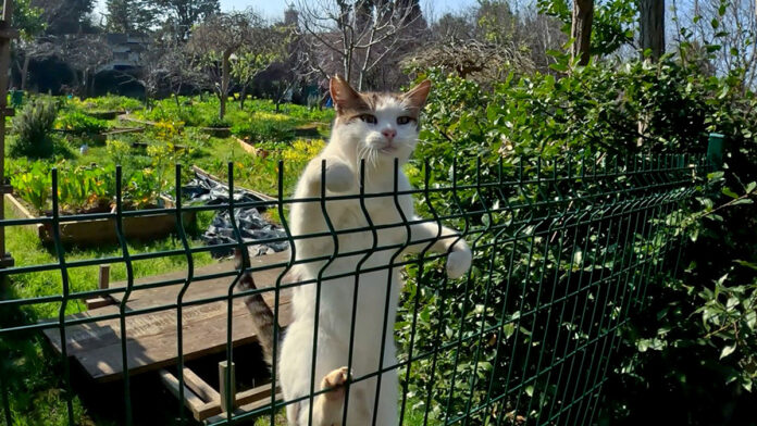 仲良くなった猫