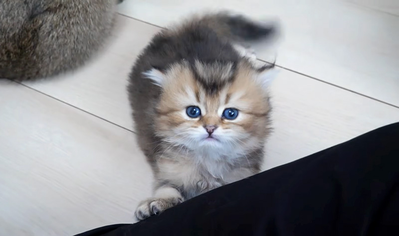 膝の上に避難する子猫