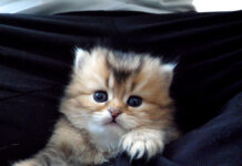 膝に避難する子猫