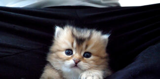 膝に避難する子猫