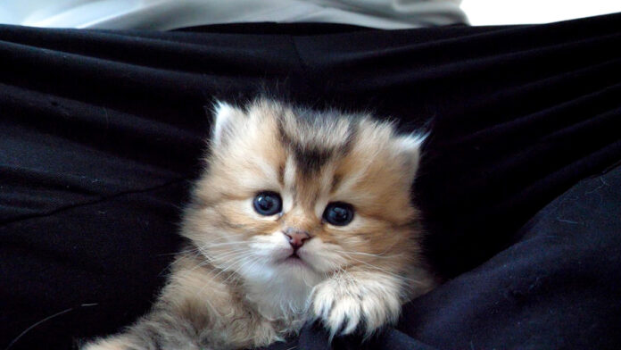 膝に避難する子猫