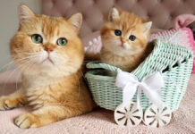 祖父猫と孫猫の初対面