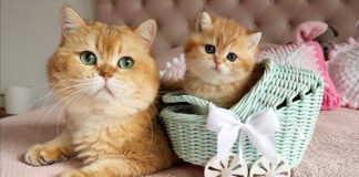 祖父猫と孫猫の初対面