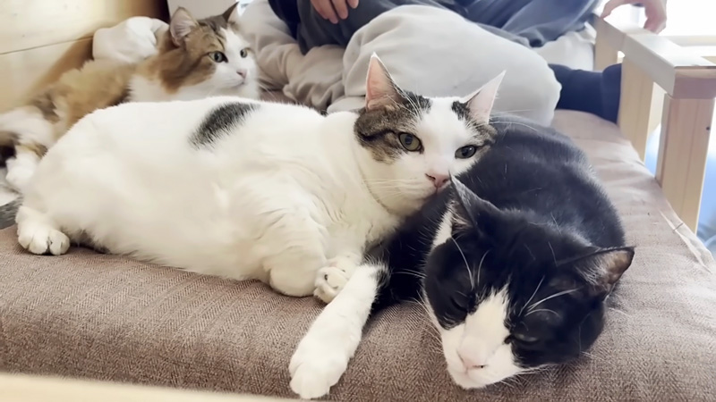 まったりくつろぐ猫達