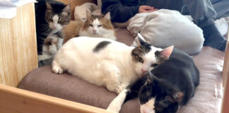 お兄ちゃんのところに集まる猫達