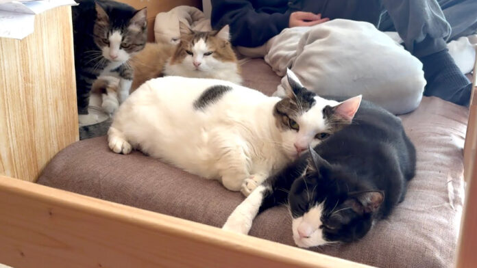 お兄ちゃんのところに集まる猫達