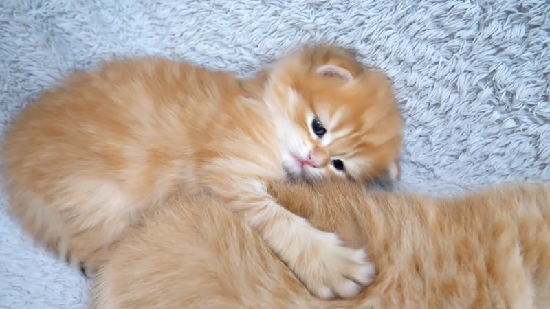 背中にくっつく子猫