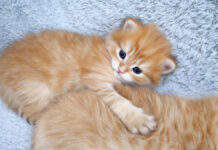 ふわふわの背中にハグする子猫