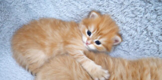 ふわふわの背中にハグする子猫