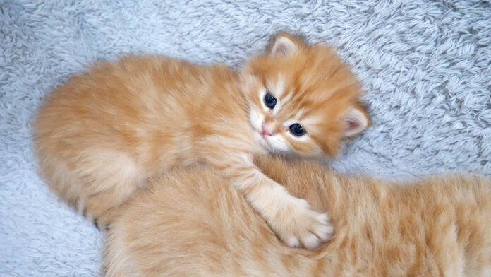 ふわふわの背中にハグする子猫