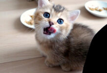 食後の挨拶に来る子猫