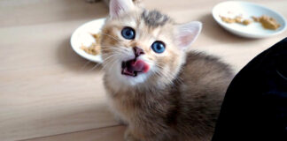 食後の挨拶に来る子猫