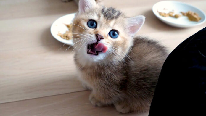 食後の挨拶に来る子猫