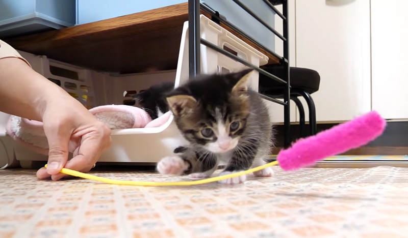 オモチャで遊ぶ子猫