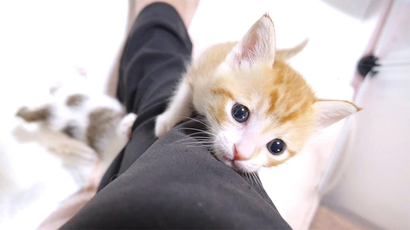 ぐんぐん登る子猫達