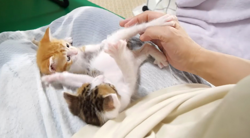 膝の上で遊ぶ子猫達