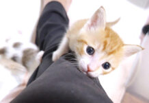 足をぐんぐん登る子猫達