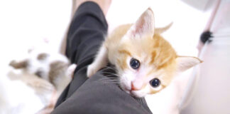 足をぐんぐん登る子猫達