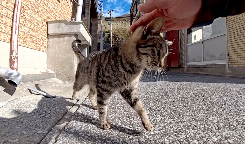 頭を撫でられる猫