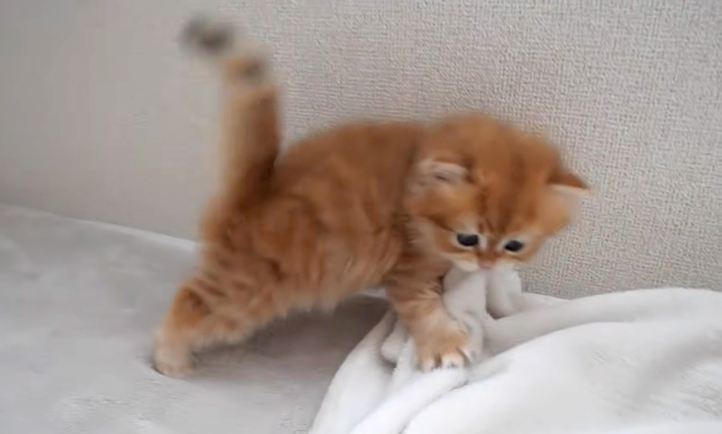 ハイテンションな子猫